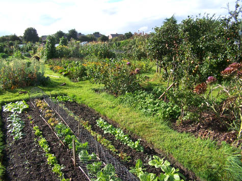 Allotment plots on Short Lane