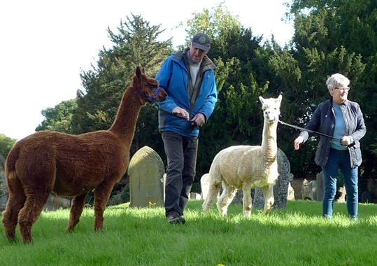 Photo of Alpacas